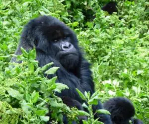 A Silverback Gorilla