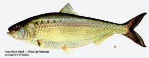 americanshad
