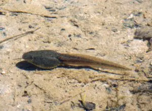 tadpole