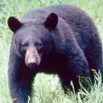 52bear