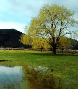 spring willow