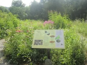 Butterfly Garden