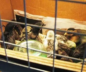 Baby hens on display