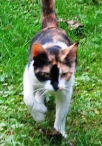 Leonie the lost cat