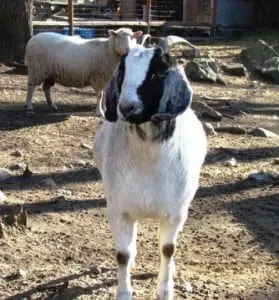 Sheep and goats enjoy some sunshine in their large, fenced in yard MT