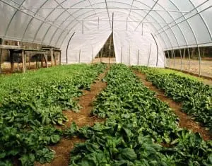The winter garden at The Garrison