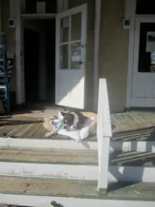 Winston, official greeter