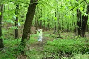 alone in the woods