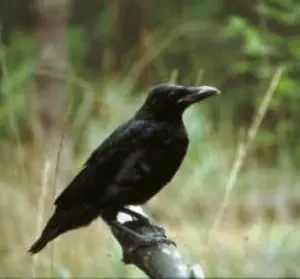 black-crow_19-112029