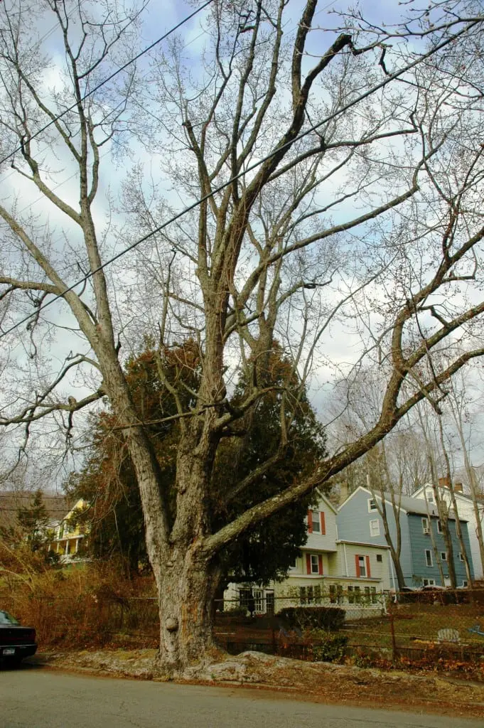 The Academy Street āmonsterā maple