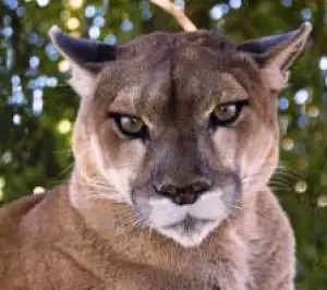 mountain-lion_2806632