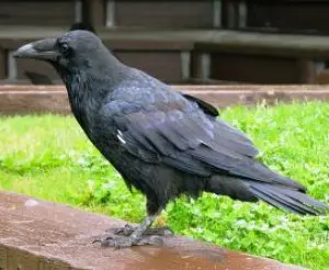 raven_21056207