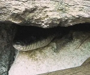 snakehead