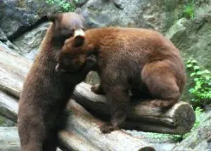 bears