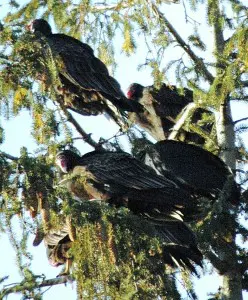 vultures-fir tree