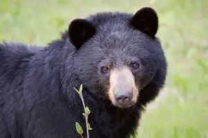 black bear face