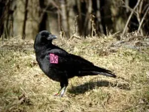 American_Crow_DR_by_Kevin_McGowan