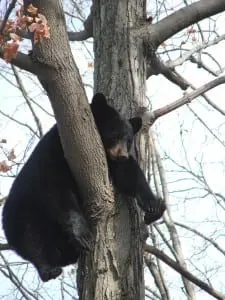 Close-up of the bear cub in a tree near Heitmuller's home(Photo courtesy of Carl Heitmuller)