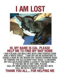lost dog 1-17-13