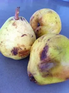 pear photo2