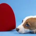 Putnam County SPCA Pancake Breakfast Puppy&Heart