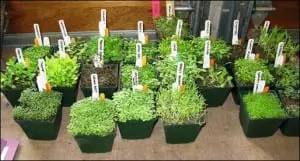 seed sowing