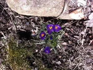 Crocuses