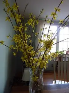 Create spring inside by forcing your forsythia to bloom now.