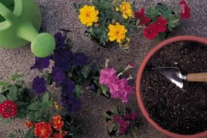 gardening flowers