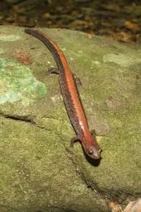 salamander redback5-08PG