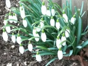 Snowdrops in Nelsonville (Photo by Mary Anne Myers)