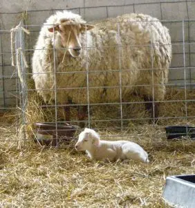 Newborn lambs give way to spring at Glynwood Farm.