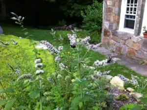 Bee-friendly mountain mint