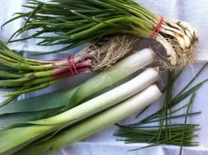 alliums2