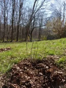 seedling 1