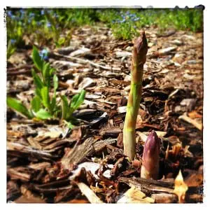 Asparagus in situ edit