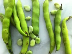 Fava 3