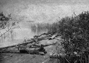 'Marsh Logs' – photograph by Joe Diebboll