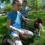Children enjoy petting farm animals during Pedal Into Spring May 4, including mini horses from the Therapeutic Equestrian Center and this kid from Glynwood Farms. Photo by Jeanne Tao
