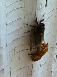 cicadas 2013 003