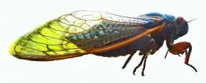 fig. 1c magicicada copy