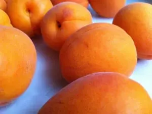 apricot 2