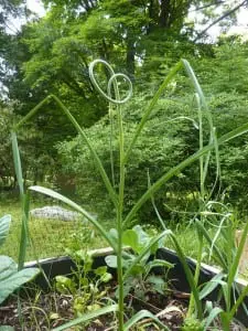 garlic scape