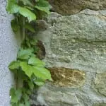 Watch out for poison ivy. Photo by P. Doan