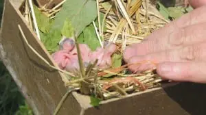 Purple martin chicks -- less than a day old.