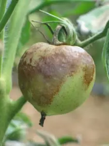 Infected fruit.