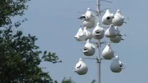 The 'gourd rack' purple martin house at Glynwood.