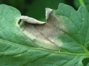 Leaf spot presents itself in commercial and home gardens.
