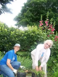 Amid the towering Hollyhocks, members of the Philipstown Garden Club, Annie Patton, left, and Miriam Wagner tend to Boscobel’s Herb Garden.