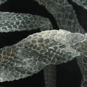 Big Snake (2010), 48" x 48", oil on canvas 